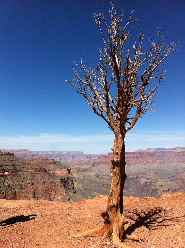 tree, canyon, grand, rock, desert, valley, nature