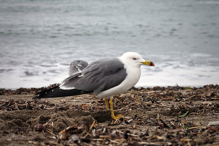 animal, mar, Playa, ola, gull del mar, Seagull, aves marinas