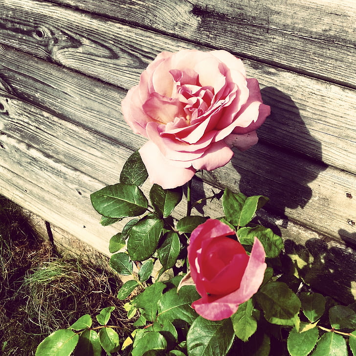 Róża, garnek, ogród, Natura, Vintage, Dekoracja, różowy
