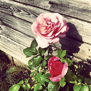 rose, pot, garden, nature, vintage, decoration, pink