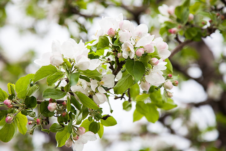 apple tree, bloom, apple-blossom, apple flower, blooming apple tree, spring, flowering tree