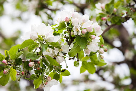 jabloň, Bloom, jabloň, jablečný květ, kvetoucí jabloň, jaro, Kvetoucí strom