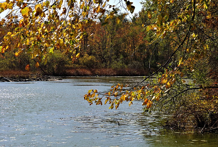 есента цветове, по площ вътрешно езеро, Уудс, дървета, природата, слънчева светлина, парк
