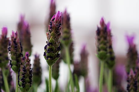 Lavender, bunga, bunga lavender, tanaman, mekar, wangi, Taman