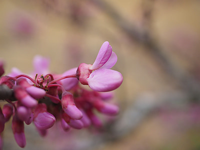 Yudas pohon, bunga, mekar, merah muda, biasa Yudas pohon, cercis siliquastrum, cercis