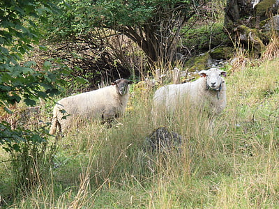 moutons, domaine, pâturage, agneau, ferme, brebis, domestique