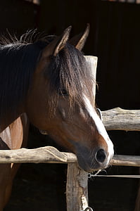 pony, manke, brun, hest hoved, ører, næsebor, humør