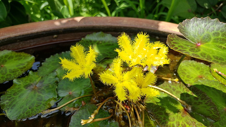 kwiaty, rośliny wodne, Lilie wodne