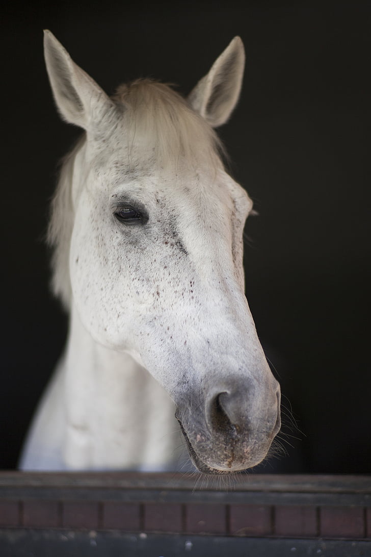 horse, white, beautiful, barn, animal, nature, the horses are