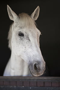 马, 白色, 美丽, 谷仓, 动物, 自然, 这匹马