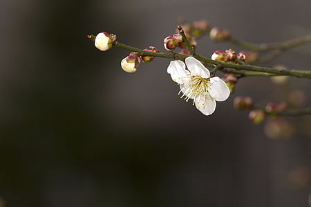 pavasarį, slyvų, augalai, gėlės, quisqualis indica, tvarkingas, stuburas