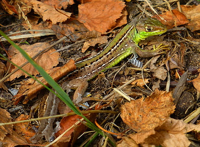 lizard, skinning, nature, leaf, grass, autumn, outdoors