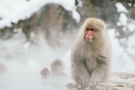 Gamta, sniego, vandens, gyvūnai, beždžionė, jigokudani, Nagano prefektūra