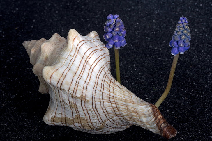 shell, flower, perlhyazinth, close, lava sand, one animal, animal themes