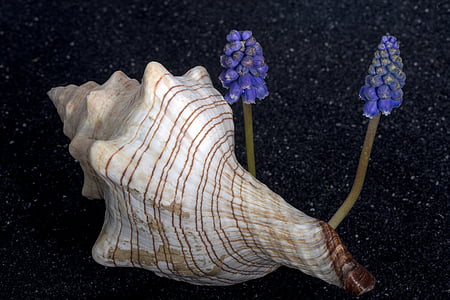 shell, bloem, perlhyazinth, sluiten, lavazand, één dier, dierlijke thema 's
