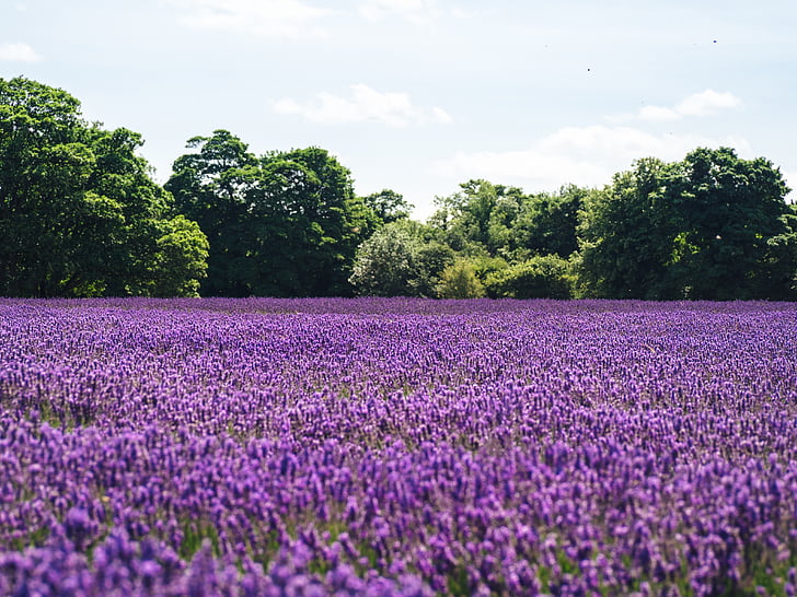 fields, flowers, lavender, nature, purple, trees