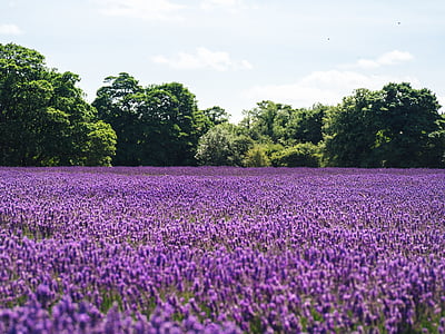 kentät, kukat, laventeli, Luonto, violetti, puut