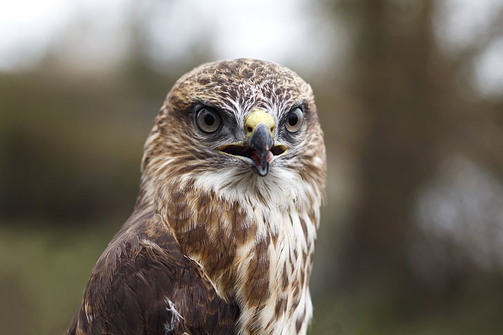 Fotografía, marrón, Blanco, con plumas, águila, animal, pájaro