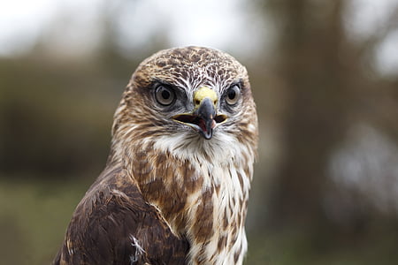 photograph, brown, white, feathered, eagle, animal, bird