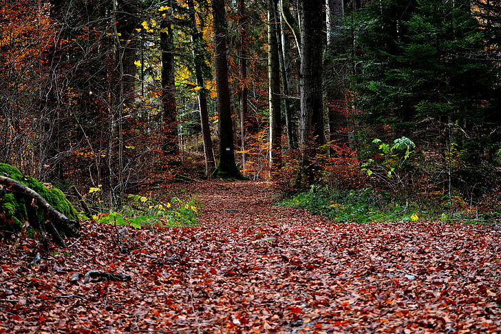 Gozdna pot, gozd, jeseni, narave, prost dostop, listov, drevo