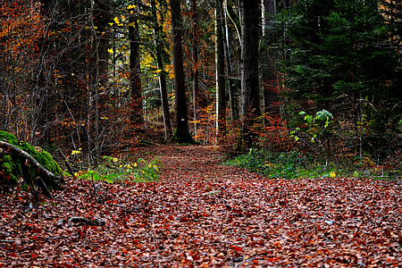 miško taku, miško, rudenį, Gamta, paleisti, lapų, medis