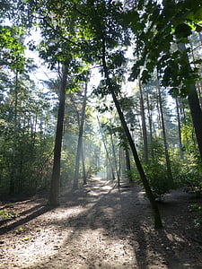 metsa, hommikul valgus, Sügis metsas, roheline