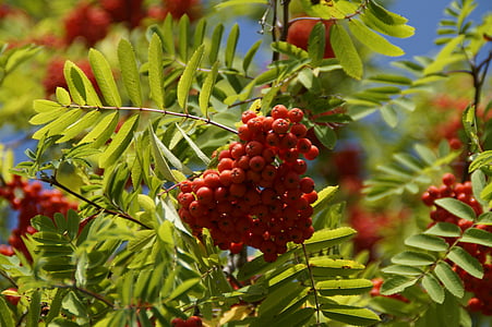 τέφρας στο βουνό, μούρα, Rowan, κόκκινο, φρούτα, τέφρα, δέντρο