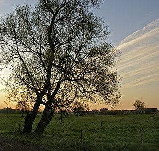 arbre, village, prés, vue, Pologne, Meadow, paysage
