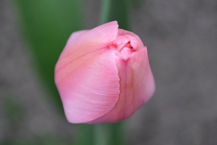 Tulip, merah muda, kuncup bunga