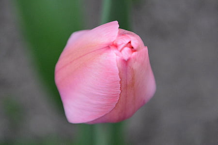 Tulipa, -de-rosa, botões de flores
