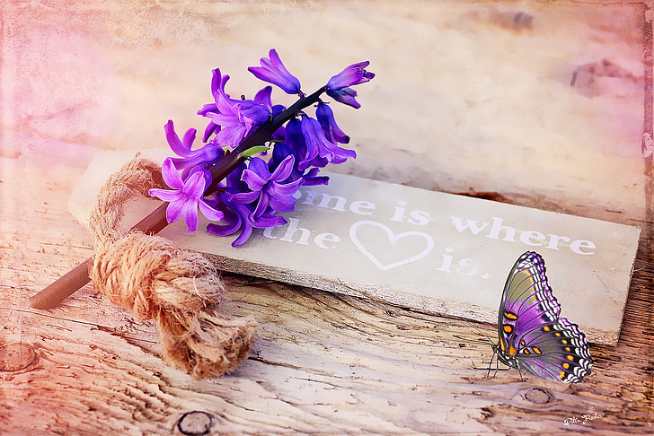 Hyacinth, vijolična, cvet, dišeči cvet, spomladi cvet, dišeče, ščit
