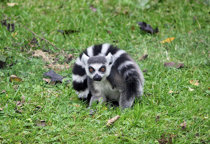 lemur, svart, hvit, dyr, pels, søt, primas