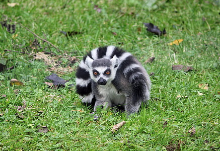 lemur, čierna, biela, zviera, kožušiny, milý, primát