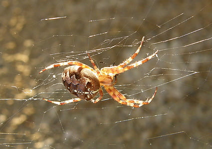 Spinne, Spinnennetz, in der Nähe, Natur, Tier
