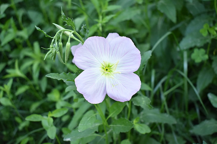 bunga, rumput hijau, musim semi, pemandangan