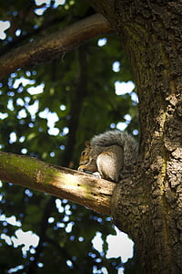 squirrel, animal, autumn, nut, tree, flowers, grey