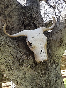 scull, dead animal, carcass, tree, nature, animal