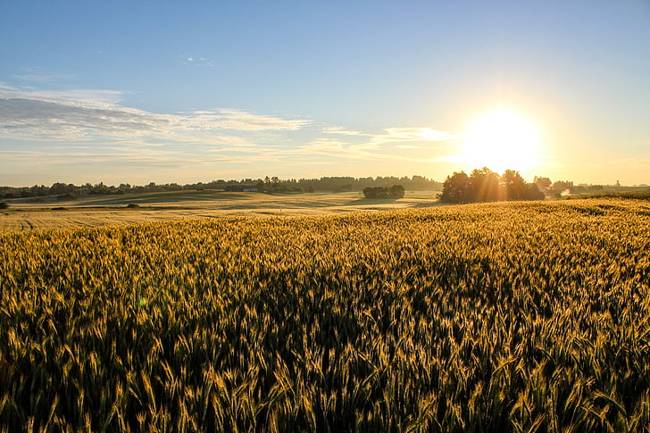 pemandangan, matahari terbit, gandum, alam, bidang, pedesaan, pertanian