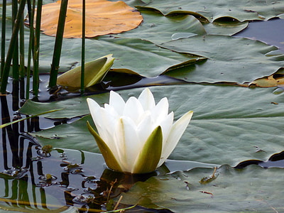 water lily, nuphar, blossom, bloom, aquatic plant, flower, water