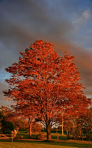 heure d’or, l’automne, arbre, coucher de soleil
