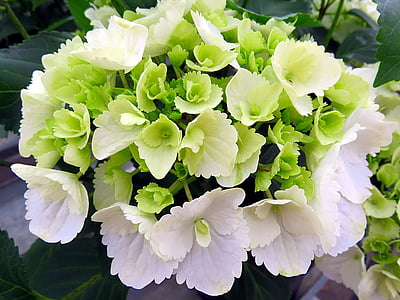 naturaleza, planta, flor, Hortensia, Blanco, verde
