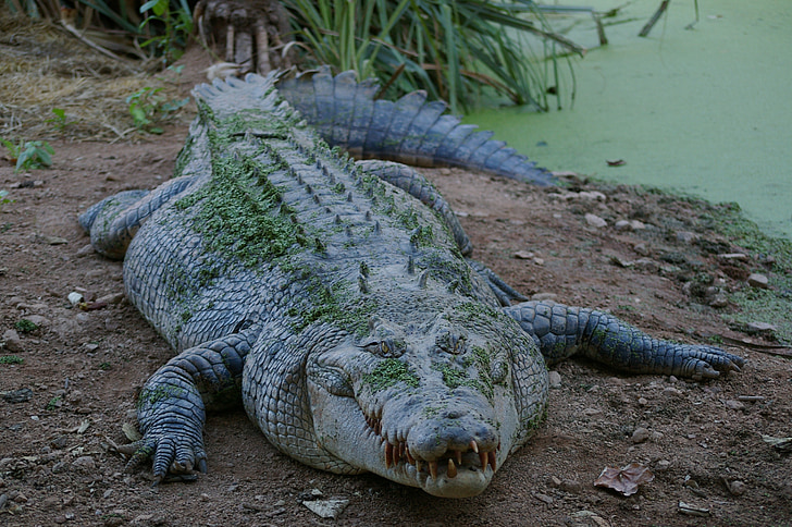 animal, crocodile, wild, predator, reptile, teeth, wildlife
