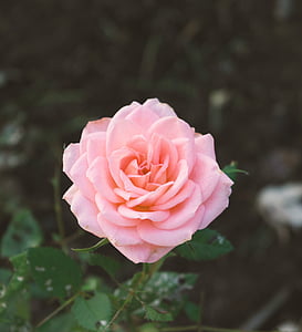 Pink rose, steg, flora, kronblade, haven, romantisk, Valentine