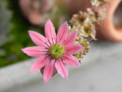 stone crop, pink, flower, blossom, bloom, plant, nature