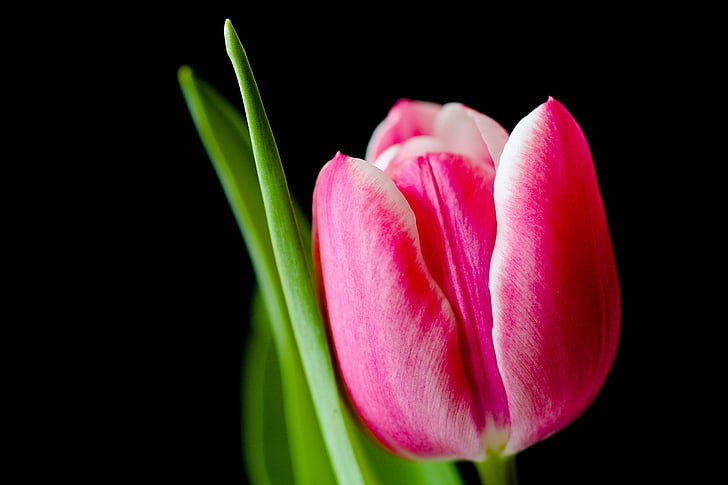 tulipán, virág, tavaszi, rózsaszín, tulipán, virágok, természet