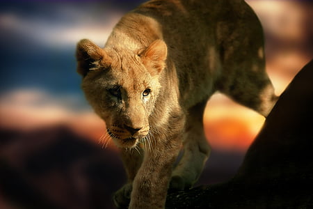 brown, lion, focus, photo, animal, cat, sunset