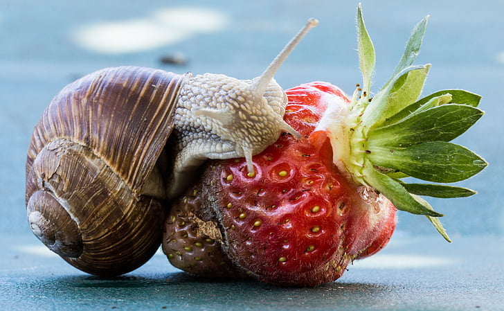 jordbær, sneglen, spise, Shell, mad, frugt, natur