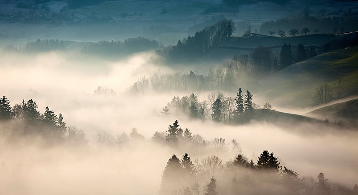 góry, Highland, drzewa, roślina, Natura, Widok, mgła