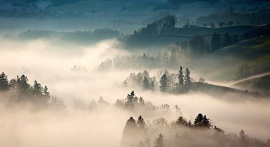 Mountain, Highland, træer, plante, natur, Se, tåge