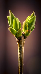 bud, spring, macro, sprouts, plant, green, close